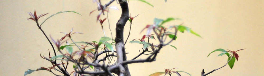 Portale Supplenze contratti scuola a T.D. – Forlì-Cesena e Rimini